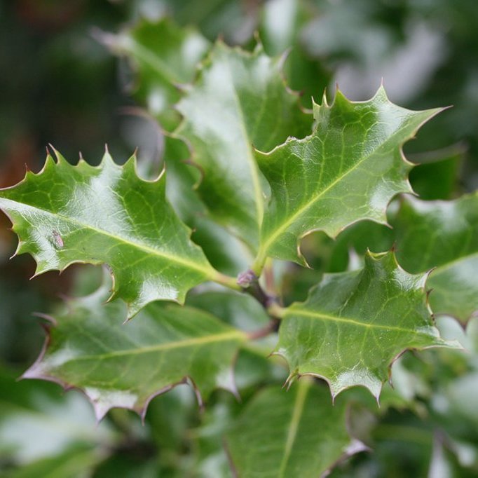 Kristþyrnir ‘Blue Angel’