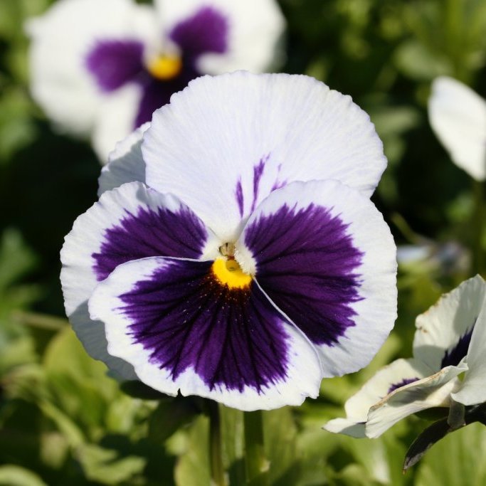 Stjúpur 10 hólfa bakki