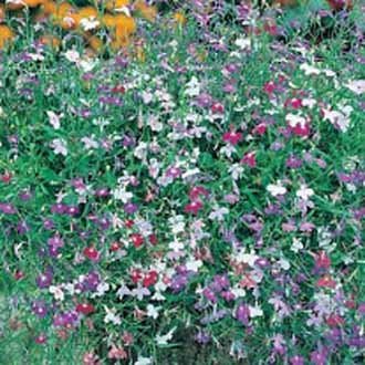 Brúðarauga - Lobelia