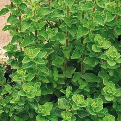 Oregano