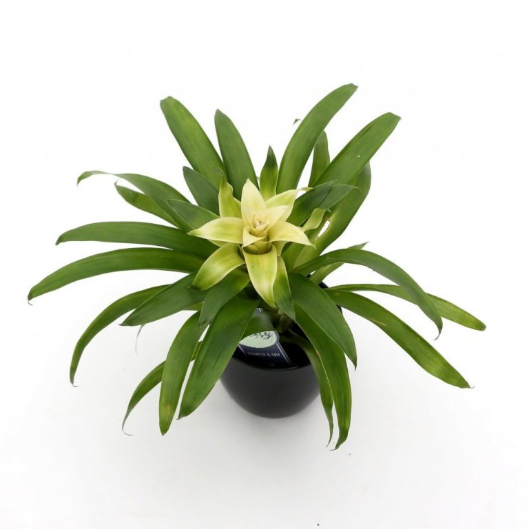 Gimsteina blóm / Bromelia