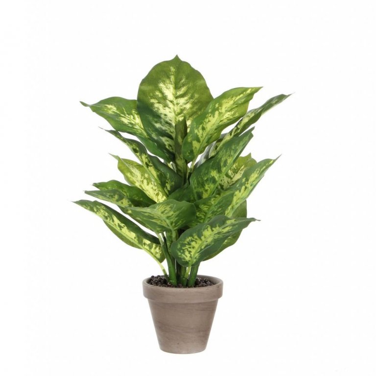 Diffenbachia í potti