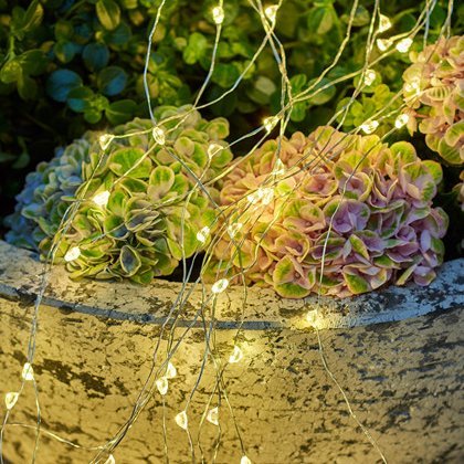 Maggi sprotasería silfur vír - hvít