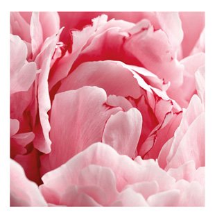 Bóndarós kort (lítið)