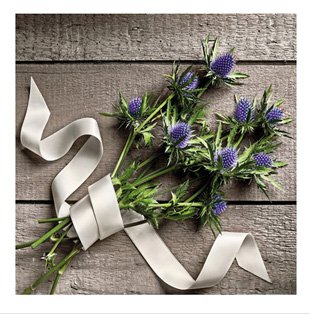 Alpaþyrnir kort (lítið)