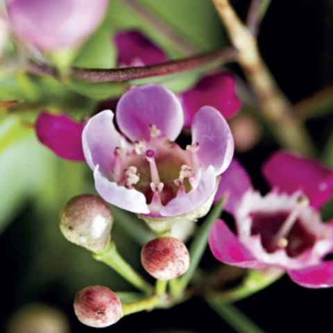 Vaxblóm kort (lítið)