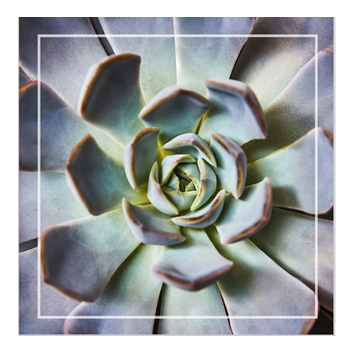 Echeveria kort (lítið)