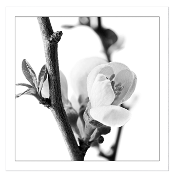 Blómagrein kort (lítið)